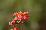 Fewflowered milkweed